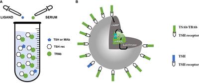 Non-Conventional Clinical Uses of TSH Receptor Antibodies: The Case of Chronic Autoimmune Thyroiditis